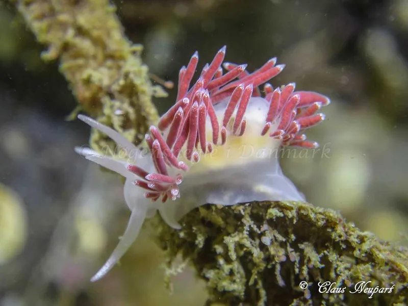 Coryphella verrucosa - Søbadet - Foto: Claus Neupart