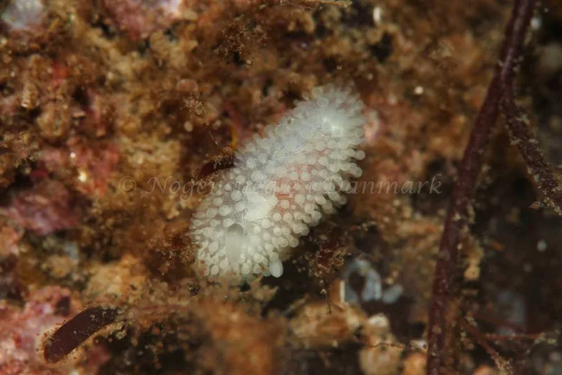 Onchidoris muricata - Søbadet - Foto: Kim Sørensen