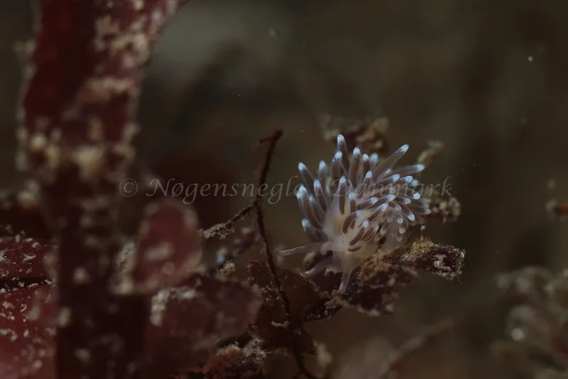 Cuthonella concinna - Ammoniakhavnen - Foto: Kim Sørensen