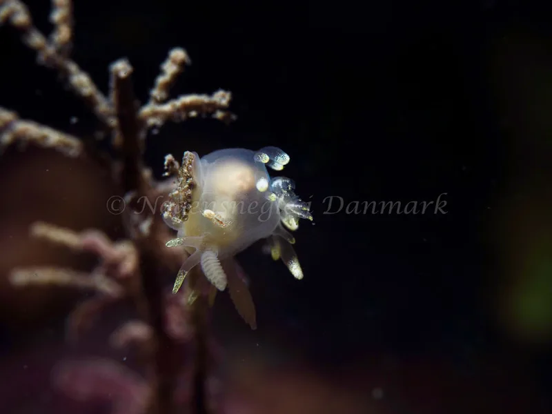 Ancula gibbosa - Ammoniakhavnen - Foto: Elias Rasmussen