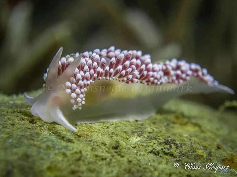 Coryphella verrucosa - Damsbovej - Foto: Claus Neupart