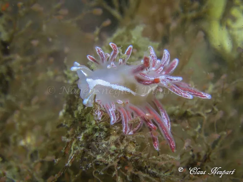 Coryphella monicae - Damsbovej - Foto: Claus Neupart