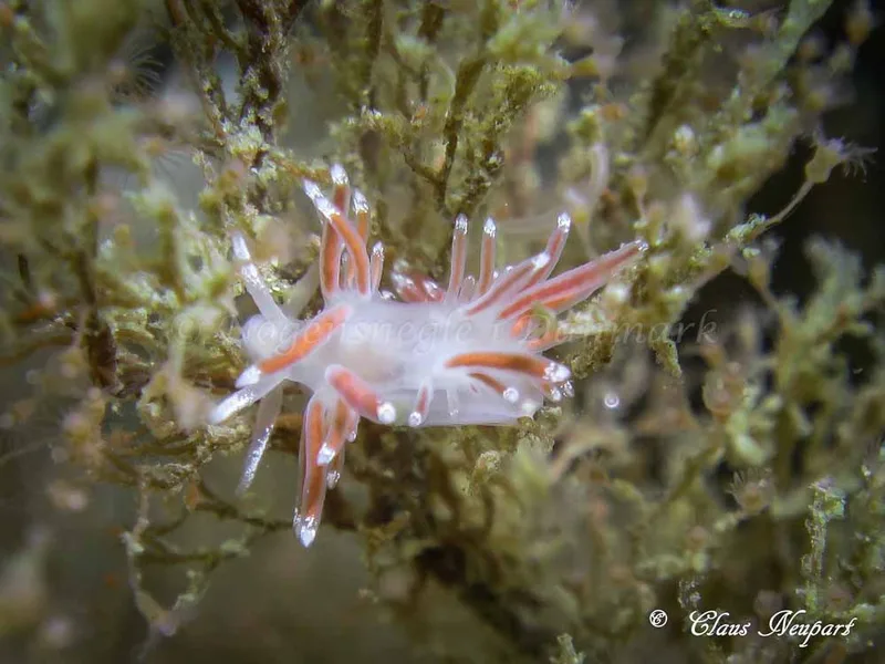 Coryphella gracilis - Damsbovej - Foto: Claus Neupart