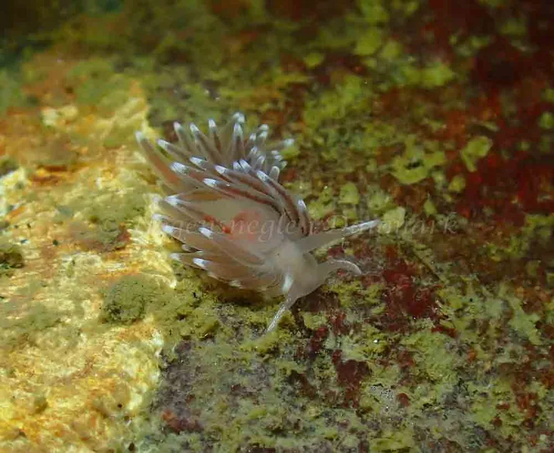 Cuthonella concinna - Ammoniakhavnen - Foto: Ivar Albertsen