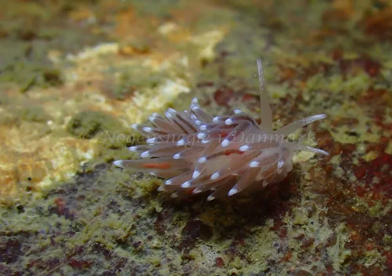 Cuthonella concinna - Ammoniakhavnen - Foto: Ivar Albertsen
