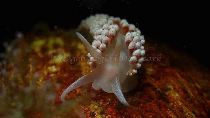 Coryphella verrucosa - Tjærepletten - Foto: Ivar Albertsen