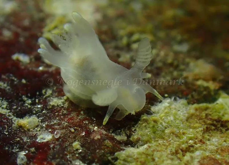 Ancula gibbosa - Ammoniakhavnen - Foto: Ivar Albertsen