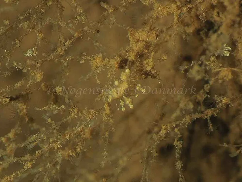 Eubranchus scintillans - Kollund Mole - Foto: Jens Egon Jørgensen