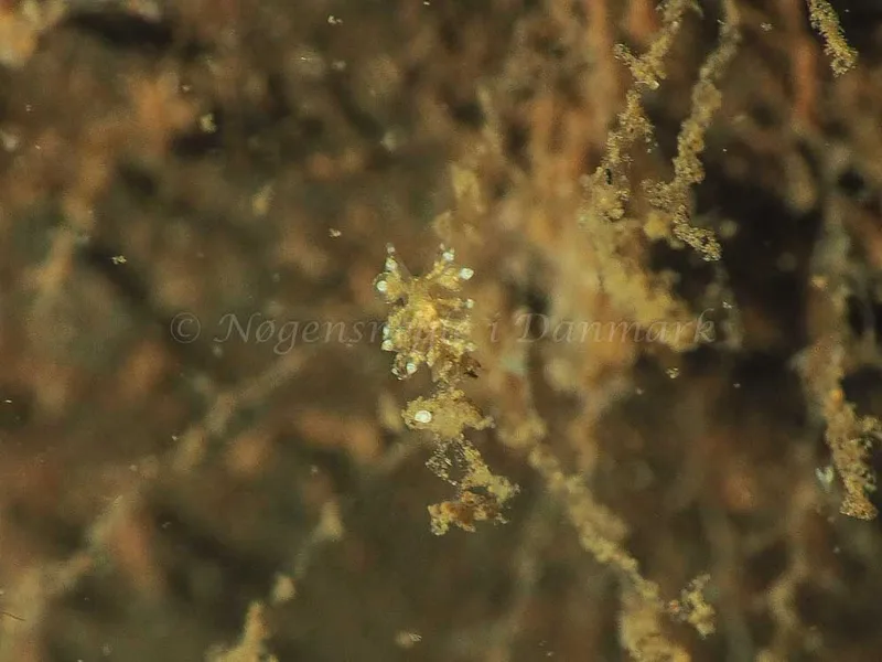 Eubranchus scintillans - Kollund Mole - Foto: Jens Egon Jørgensen