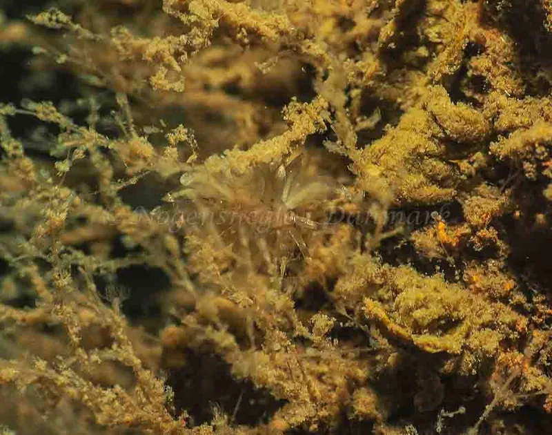 Eubranchus viriola - Kollund Mole - Foto: Jens Egon Jørgensen