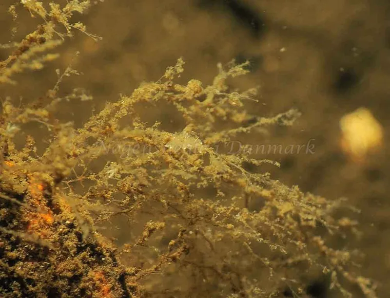 Eubranchus viriola - Kollund Mole - Foto: Jens Egon Jørgensen