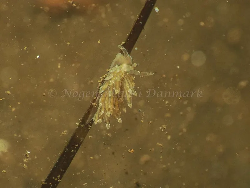Eubranchus viriola - Kollund Mole - Foto: Jens Egon Jørgensen