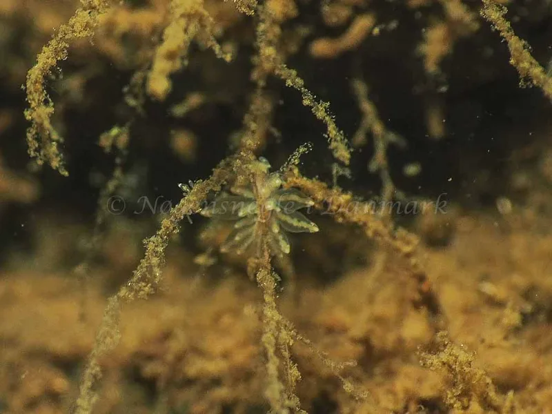 Eubranchus viriola - Kollund Mole - Foto: Jens Egon Jørgensen