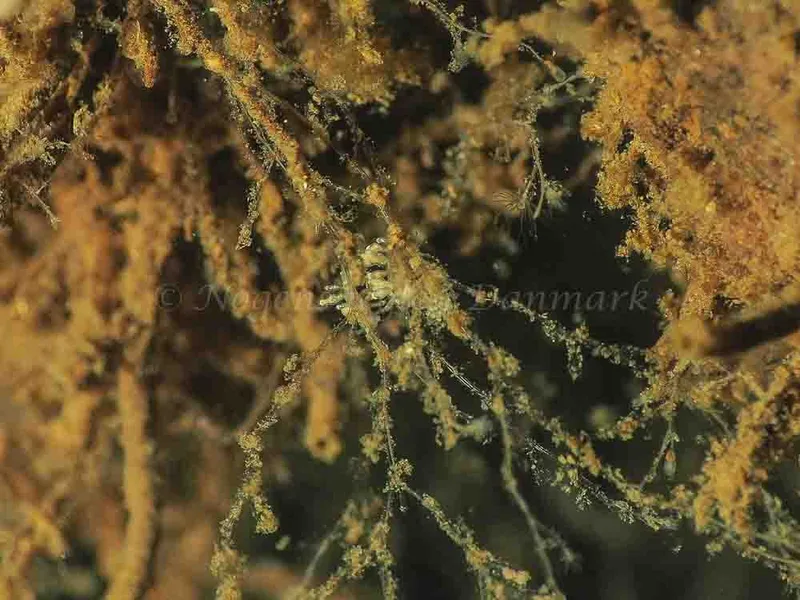 Eubranchus scintillans - Kollund Mole - Foto: Jens Egon Jørgensen