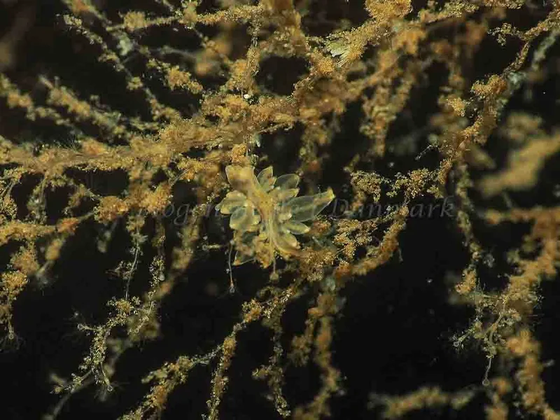 Eubranchus viriola - Kollund Mole - Foto: Jens Egon Jørgensen