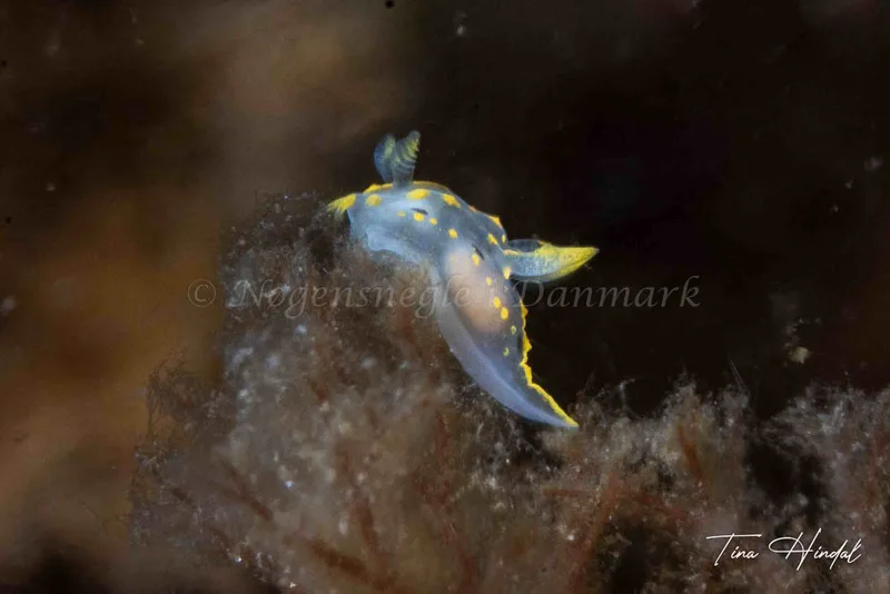 Polycera quadrilineata - Knebel Vig - Rolsøgård i Aarhus Bugt - Foto: Tina Hindal