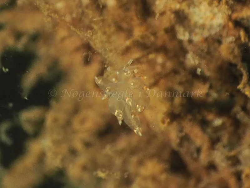 Eubranchus viriola - Kollund Mole - Foto: Jens Egon Jørgensen