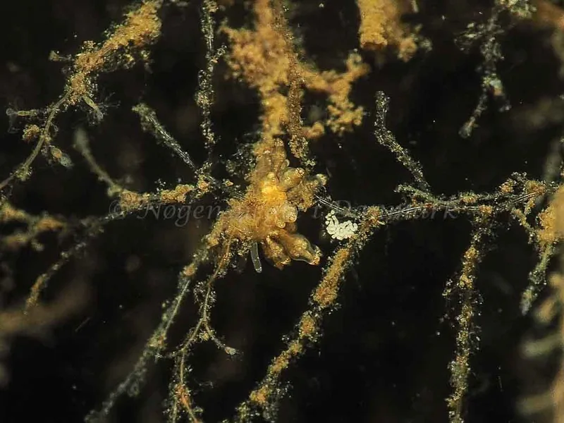 Eubranchus scintillans - Kollund Mole - Foto: Jens Egon Jørgensen