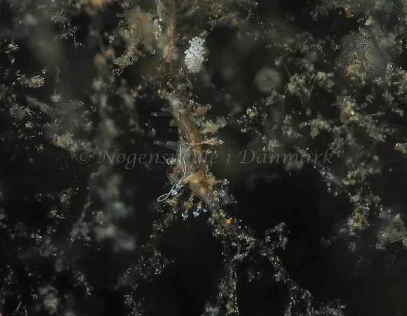 Eubranchus scintillans - Kollund Mole - Foto: Jens Egon Jørgensen