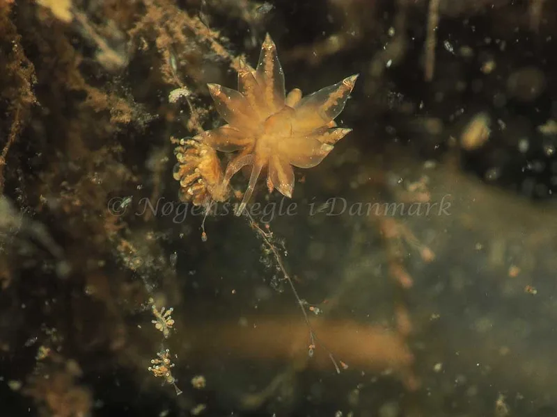 Eubranchus viriola - Kollund Mole - Foto: Jens Egon Jørgensen