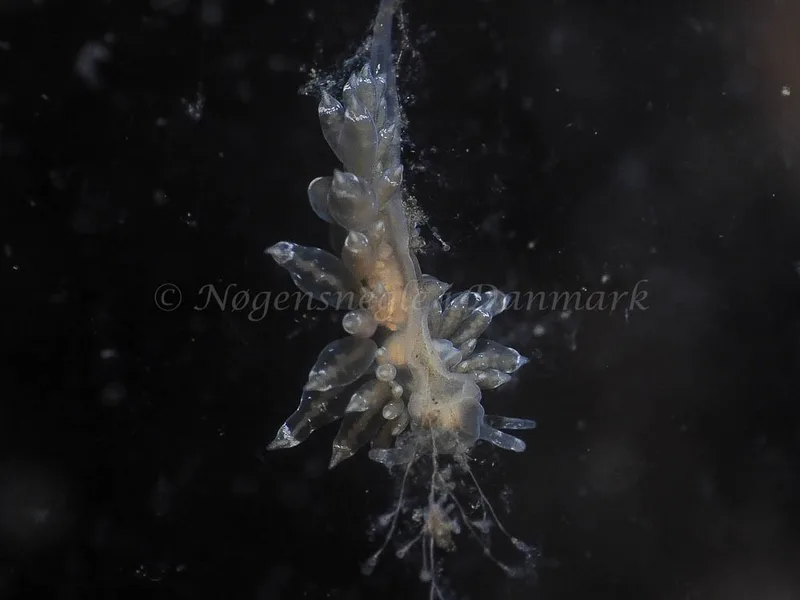 Eubranchus viriola - Kollund Mole - Foto: Jens Egon Jørgensen