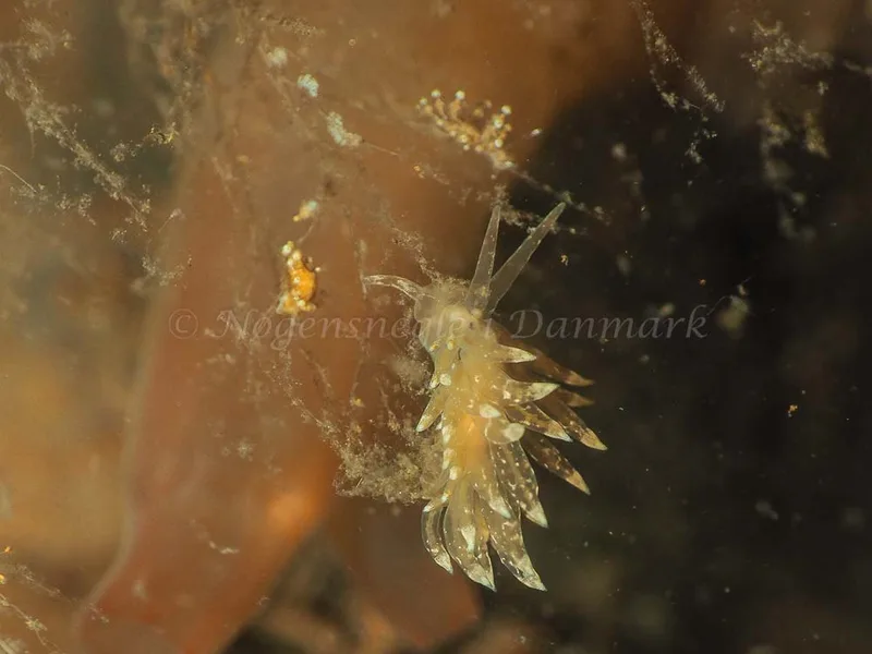 Eubranchus viriola - Kollund Mole - Foto: Jens Egon Jørgensen