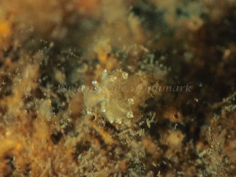 Eubranchus viriola - Kollund Mole - Foto: Jens Egon Jørgensen