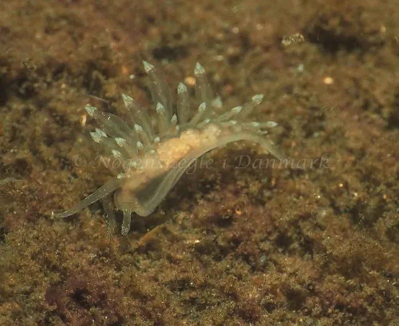 Eubranchus viriola observeret ved Kollund Mole i Flensborg Fjord
