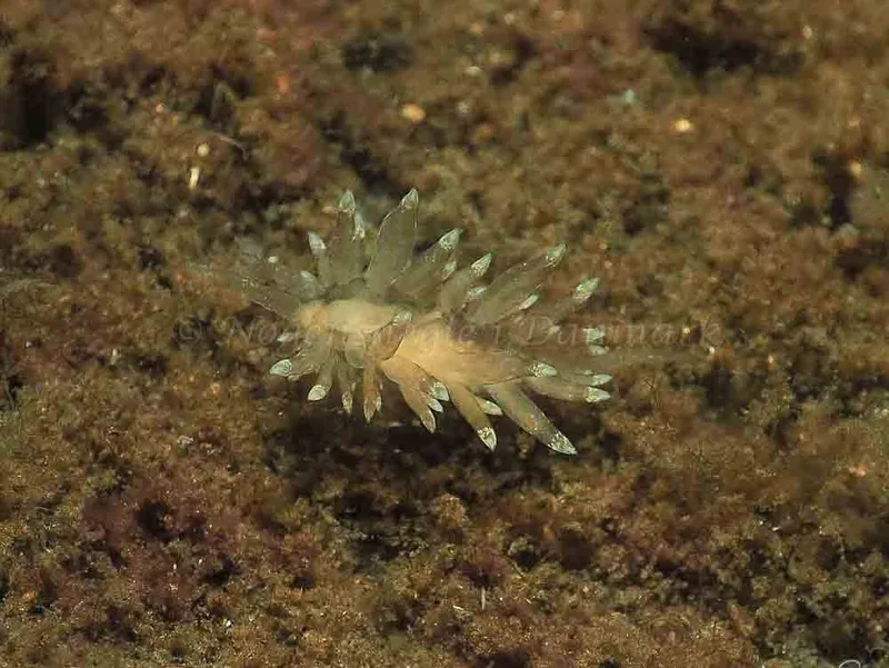 Eubranchus viriola observeret ved Kollund Mole i Flensborg Fjord