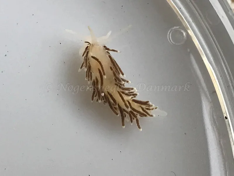 Cuthonella concinna - Crescent (Vrag) - Foto: Ib Sørensen