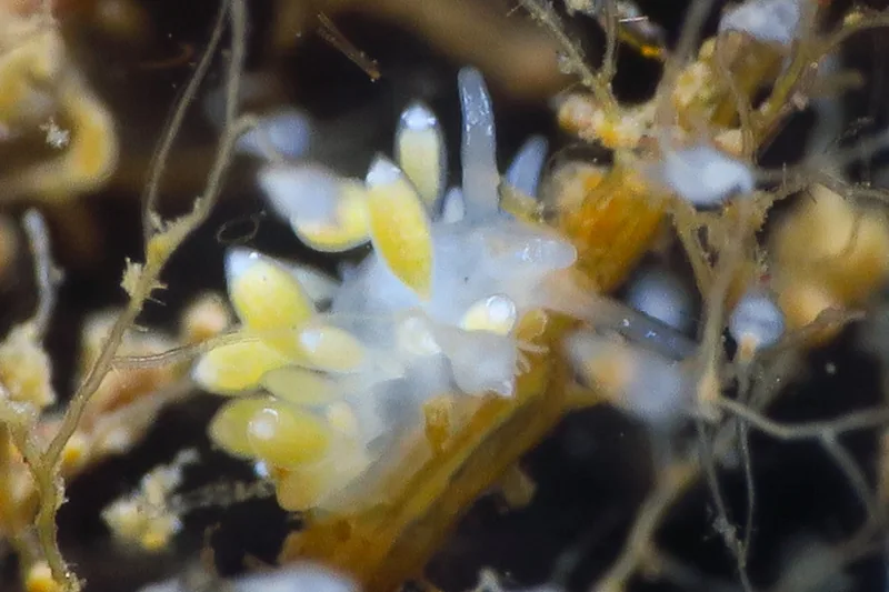 Zelentia pustulata - Storebæltsbroen - Foto: HP Ølgaard