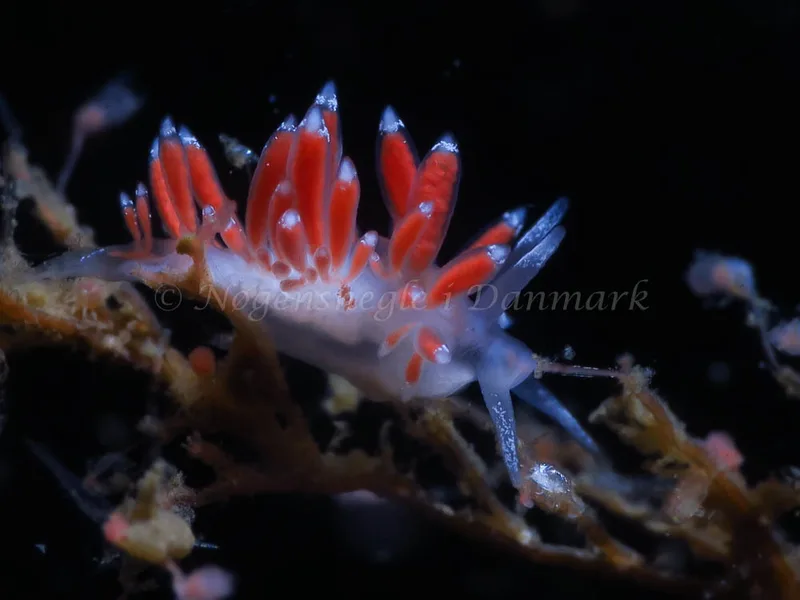 Coryphella gracilis - Storebæltsbroen - Foto: HP Ølgaard