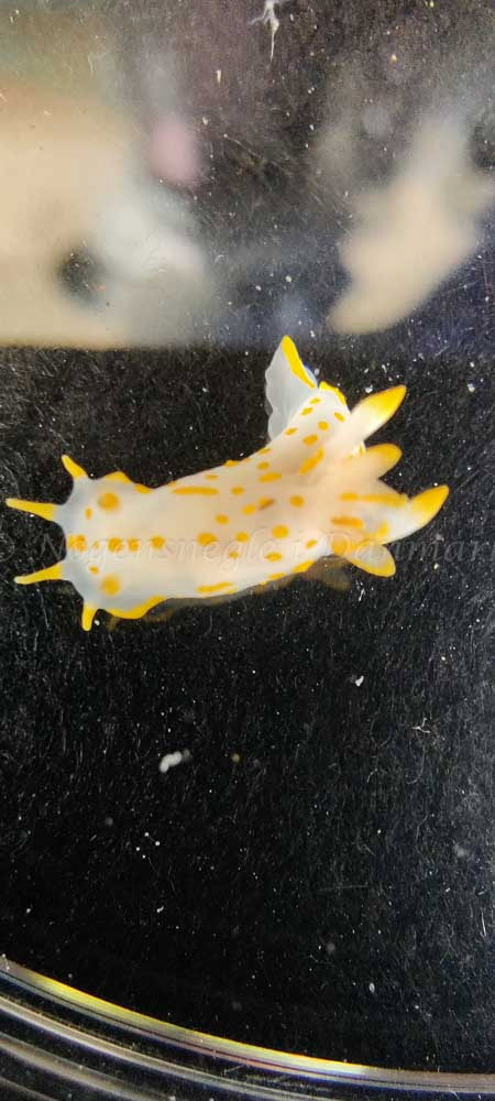 Polycera quadrilineata - Crescent (Vrag) - Foto: Ib Sørensen