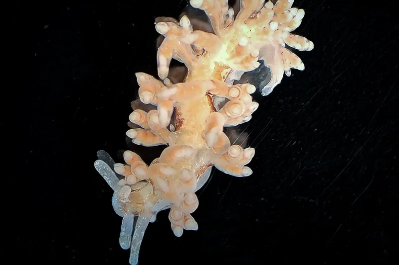 Capellinia vittata - Papirdamperen - Foto: Ib Sørensen