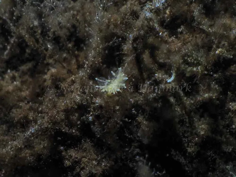 Amphorina viriola​ observeret ved Kollund Mole i Flensborg Fjord