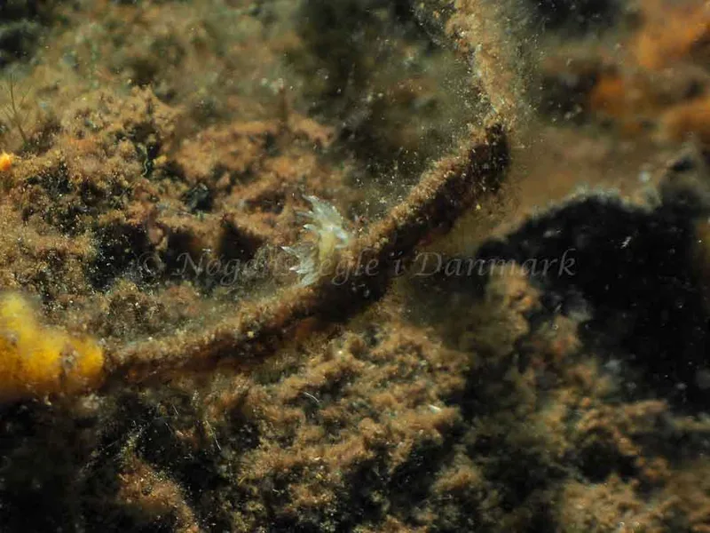 Amphorina viriola​ observeret ved Kollund Mole i Flensborg Fjord