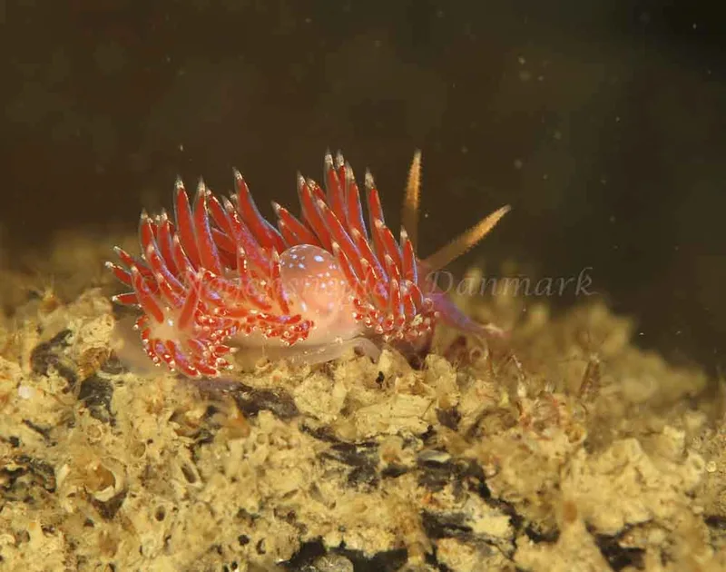 Facelina auriculata - Crescent (Vrag) - Foto: Ib Sørensen