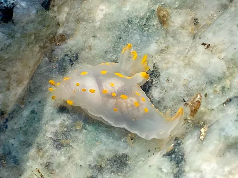 Polycera quadrilineata observeret ved Fjaltring Strand i Nordsøen