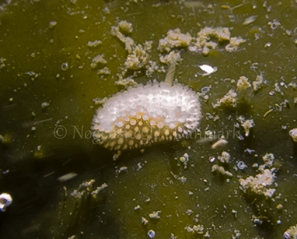 Foto: Martin Andersen....... Onchidoris muricata -- www.nudibranchia.dk