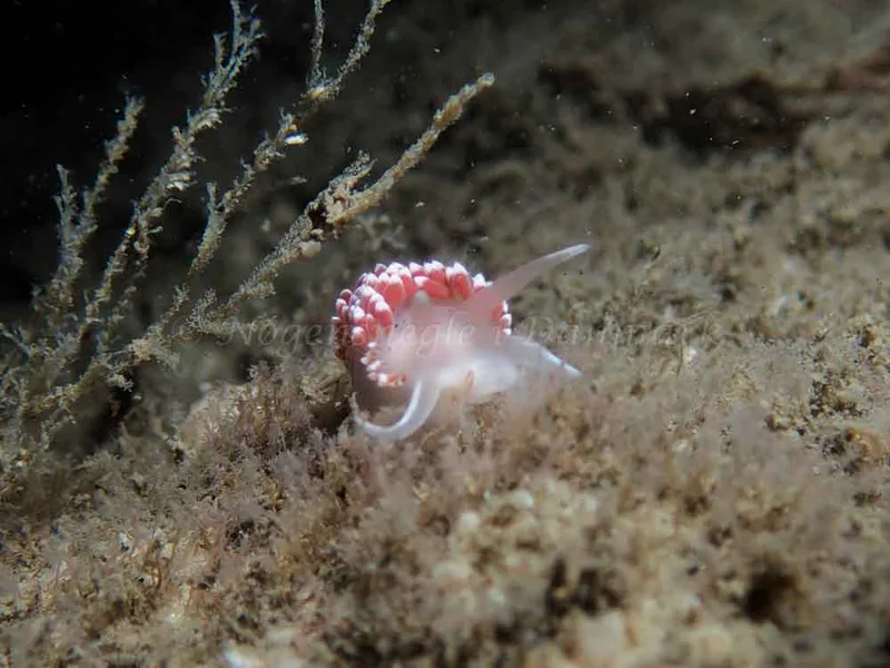 Coryphella verrucosa - Otto S/S (Vrag) - Foto: Kenneth Krull