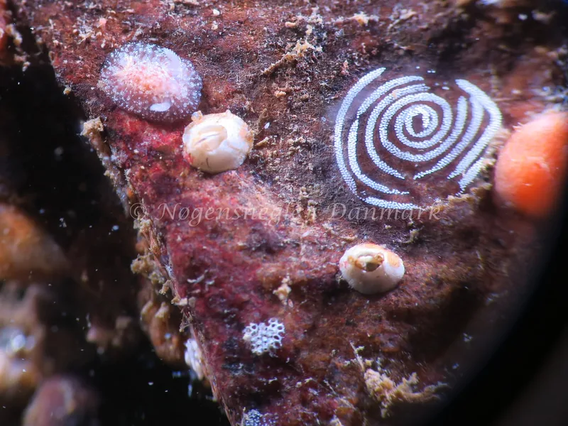 Acanthodoris pilosa - Lyngsbo Strand - Foto: HP Ølgaard