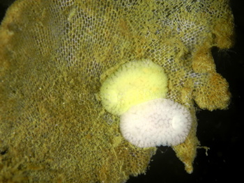 Image description