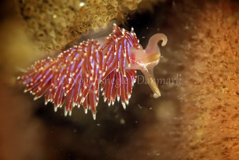 Facelina auriculata - Sophie S/S - Foto: Ib Sørensen