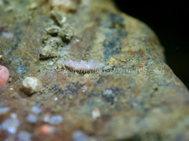 Favorinus branchialis - Lyngsbo Strand - Foto: HP Ølgaard