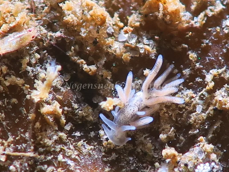 Tenellia adspersa - Ammoniakhavnen - Foto: HP Ølgaard