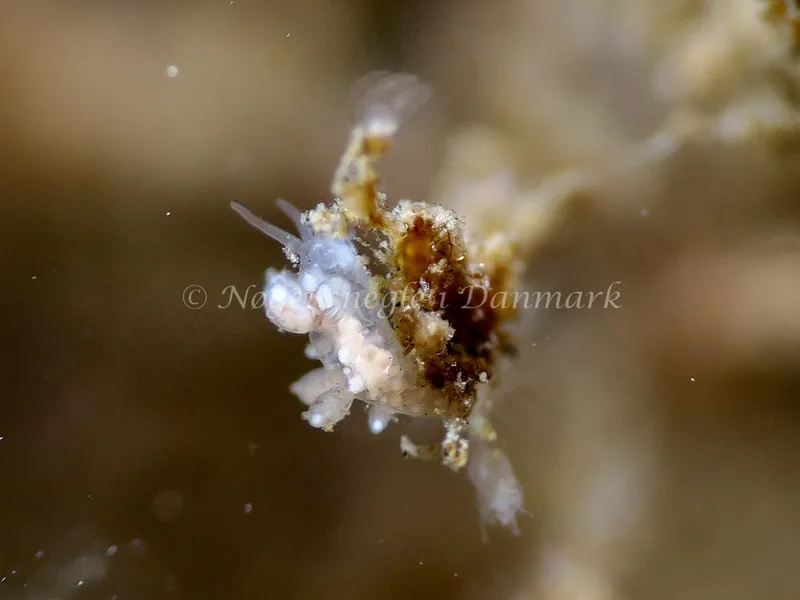 Eubranchus exiguus - Lyngsbo Strand - Foto: HP Ølgaard