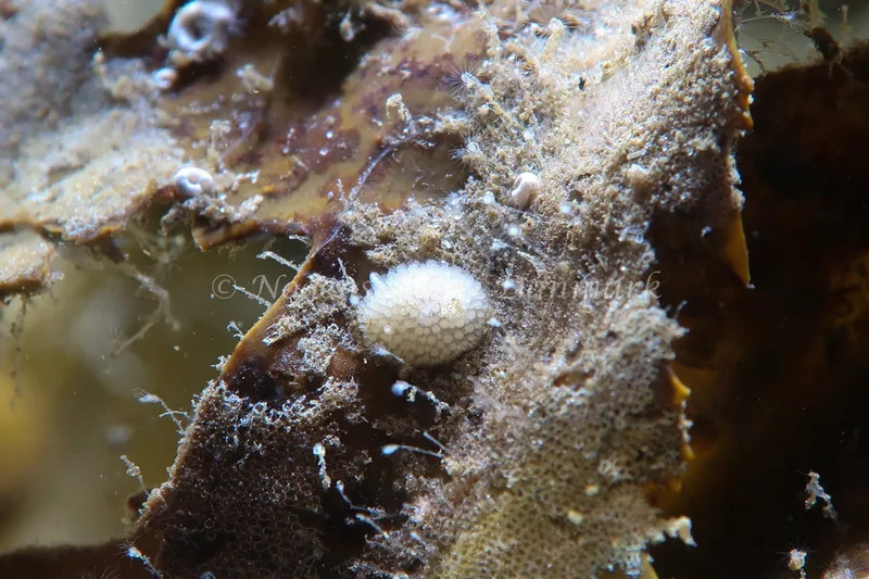 Onchidoris muricata - Lyngsbo Strand - Foto: AnneKatrine Frederiksen