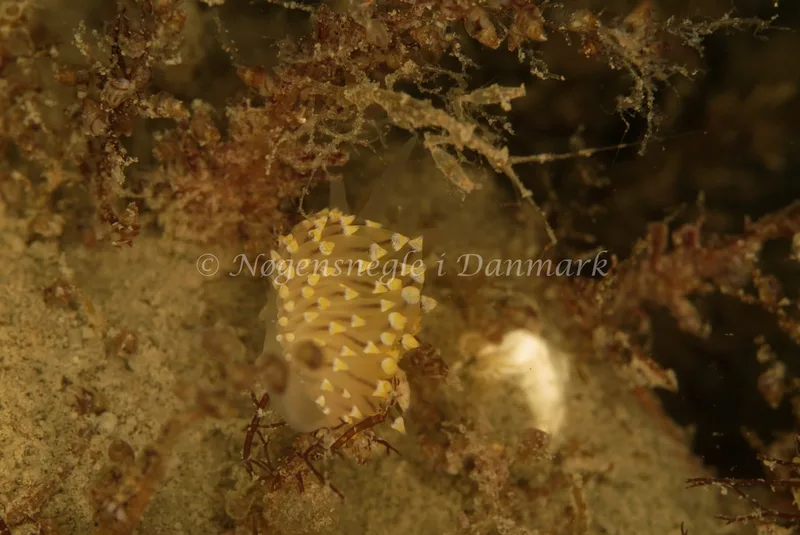 Eubranchus tricolor - Stenrev ved Løkken - Foto: Ib Sørensen