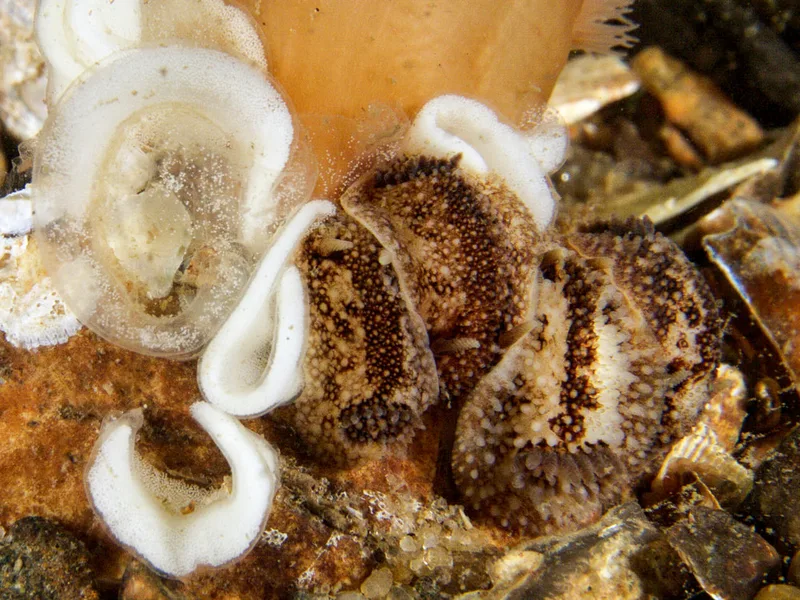 Billede af nøgensneglen Onchidoris bilamellata