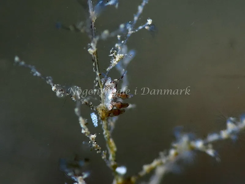 Eubranchus exiguus - Lyngsbo Strand - Foto: HP Ølgaard